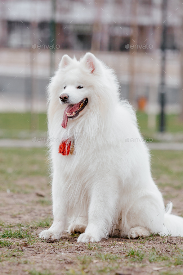 Samoyed dog in the park. Big white fluffy dog on a walk Stock Photo by